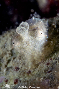 Micro cuttlefish by Pietro Cremone 